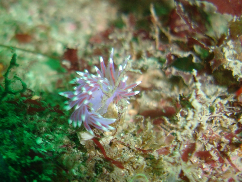 purple nudi.JPG